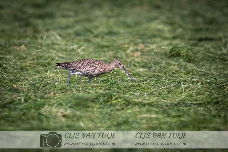 2020_05_06 De Wulp en Scholekter